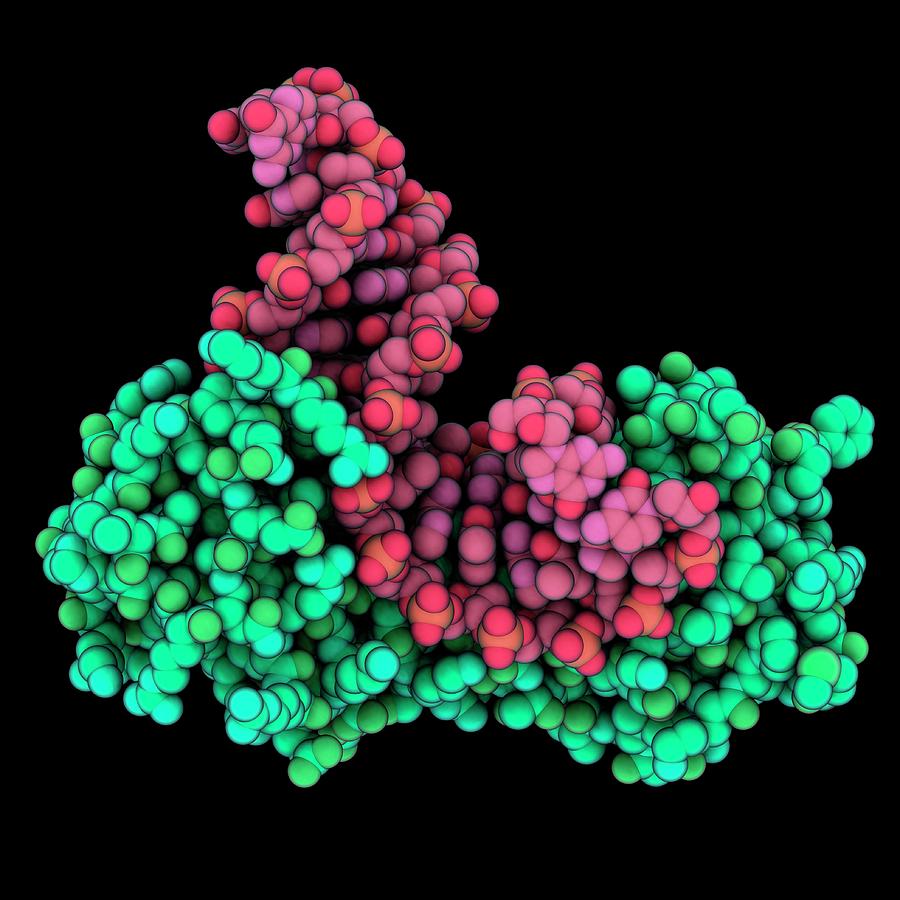 Tata Binding Protein Dna Complex Photograph By Laguna Design Science