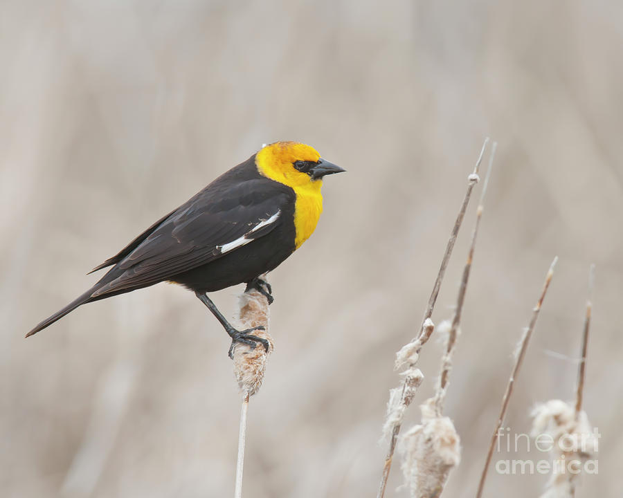  - 3-yellow-headed-blackbird-james-mundy