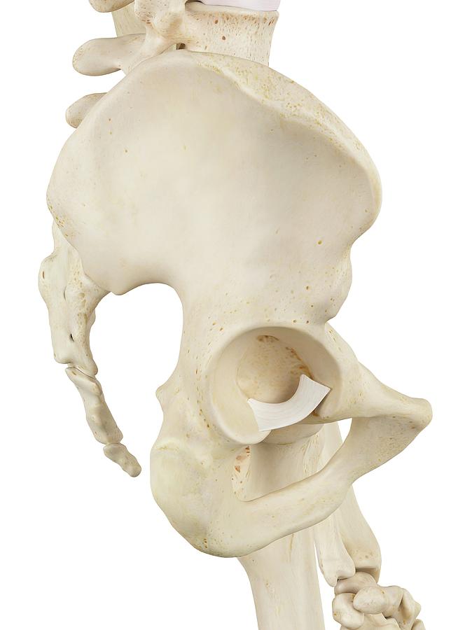 Human Pelvis Bones Photograph By Sciepro Pixels