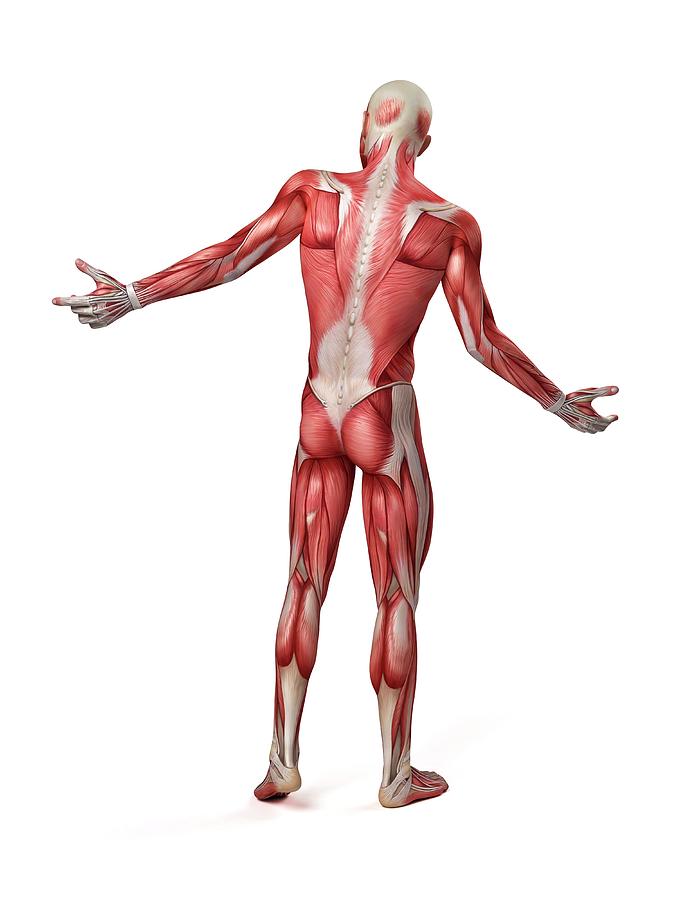 Male Muscular System Photograph By Sebastian Kaulitzki Fine Art America