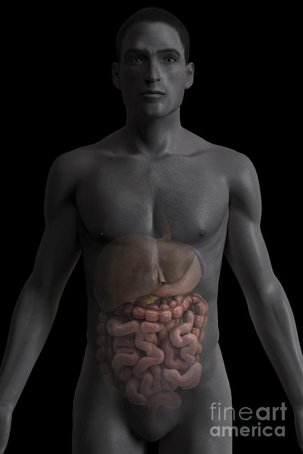 The Digestive System Photograph By Science Picture Co Fine Art America