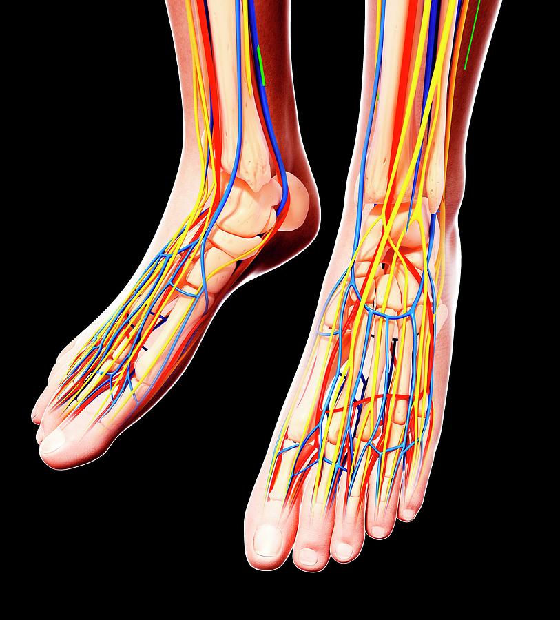 Human Foot Anatomy Photograph By Pixologicstudio Science Photo Library