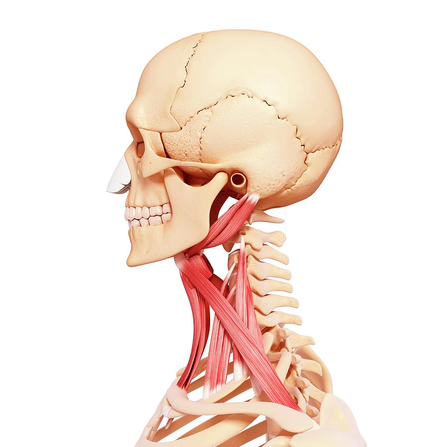 Скелет шеи человека