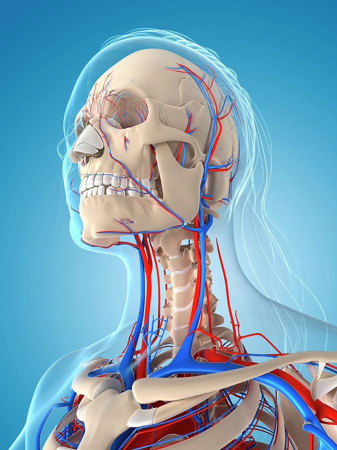 Female Vascular System Photograph By Sciepro Science Photo Library Pixels