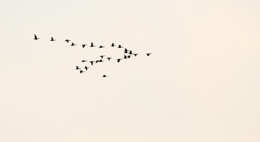  - 34-flock-of-flying-birds-jan-marijs