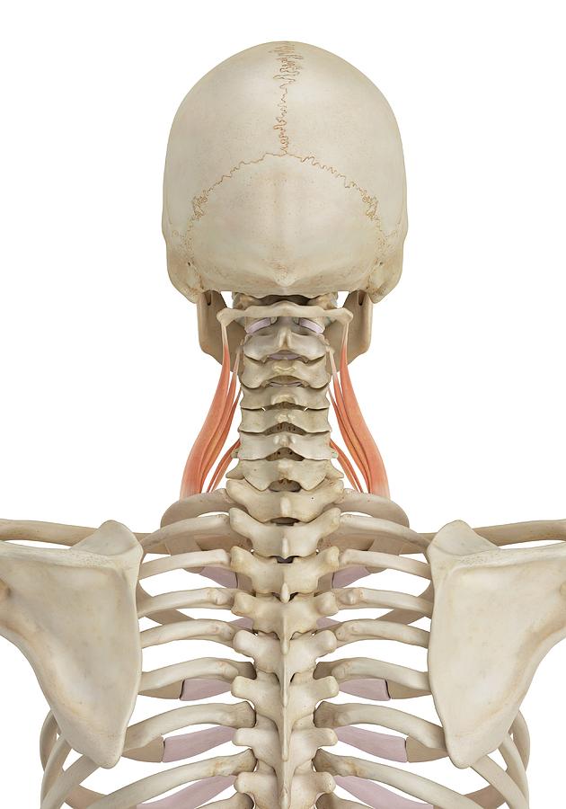 Human Neck Muscles Photograph By Sciepro