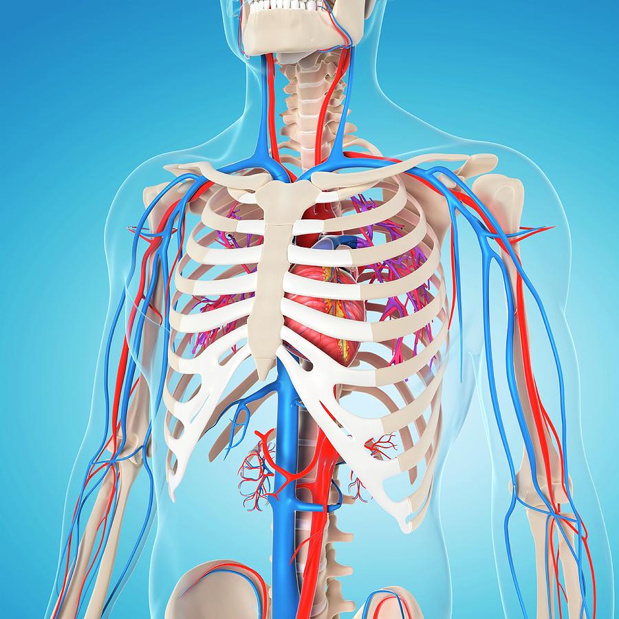 Vascular System 36 By Sciepro Science Photo Library