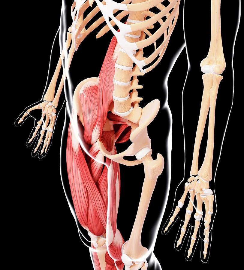 Human Musculature Photograph By Pixologicstudio Science Photo Library