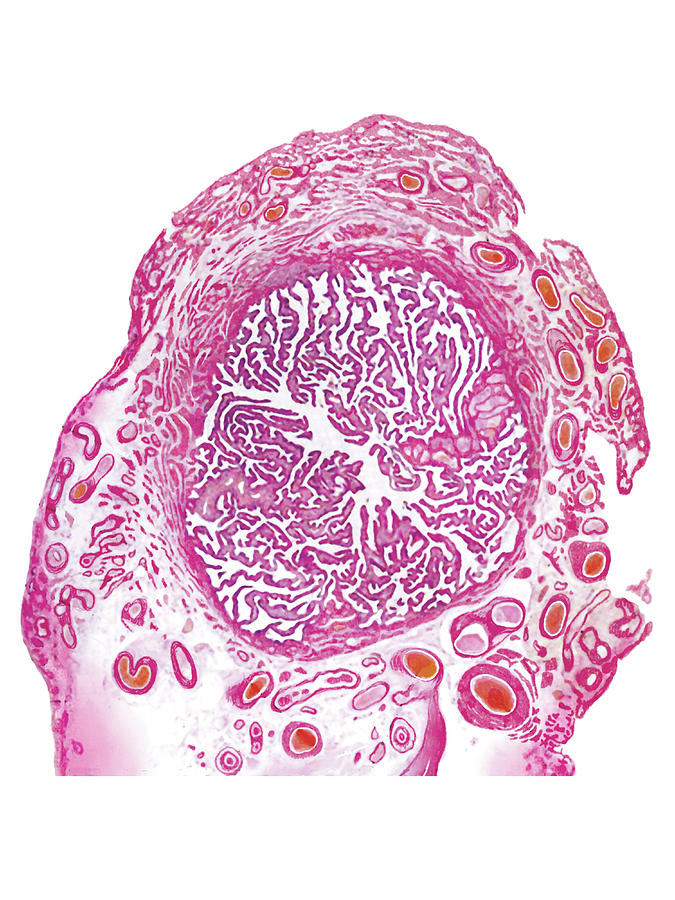 Female Genital System By Asklepios Medical Atlas