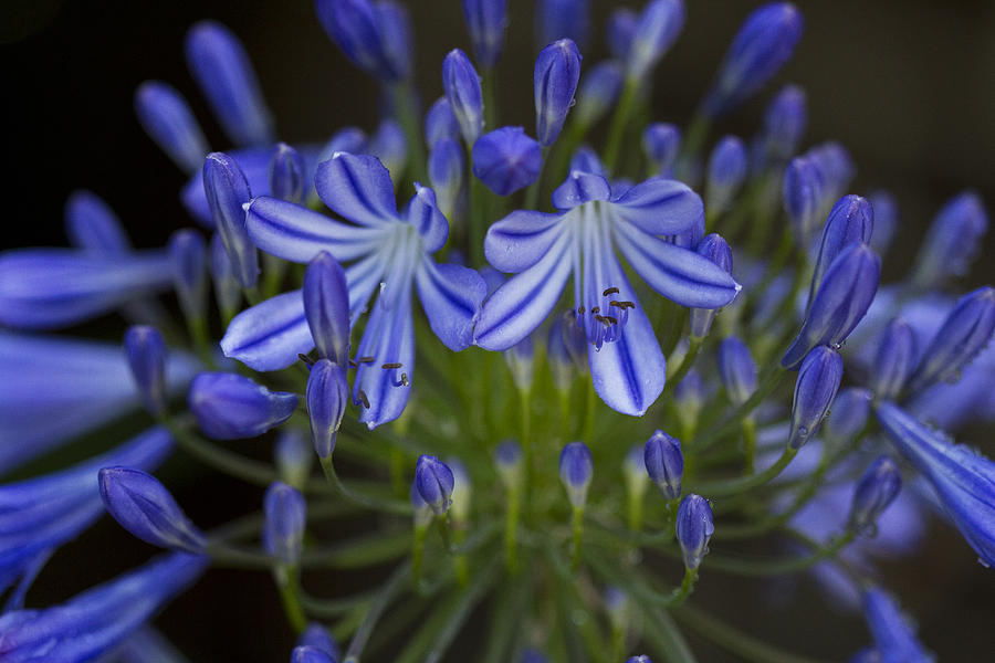 agapanthus amaryllidaceae family photograph by anna calvert agapanthus amaryllidaceae family photograph by anna calvert