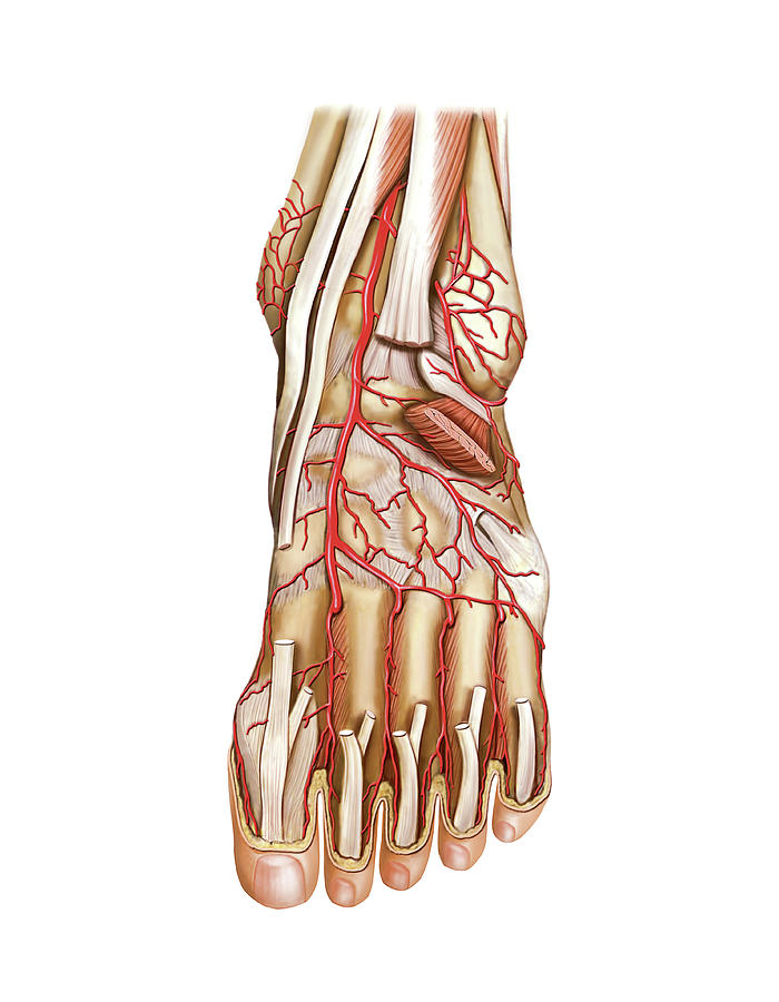 Arterial System Of The Foot Photograph By Asklepios Medical Atlas Pixels