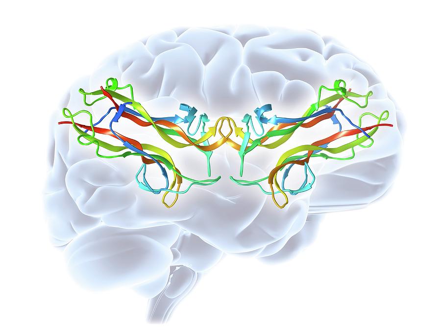 Brain Derived Neurotrophic Factor Photograph By Alfred Pasieka