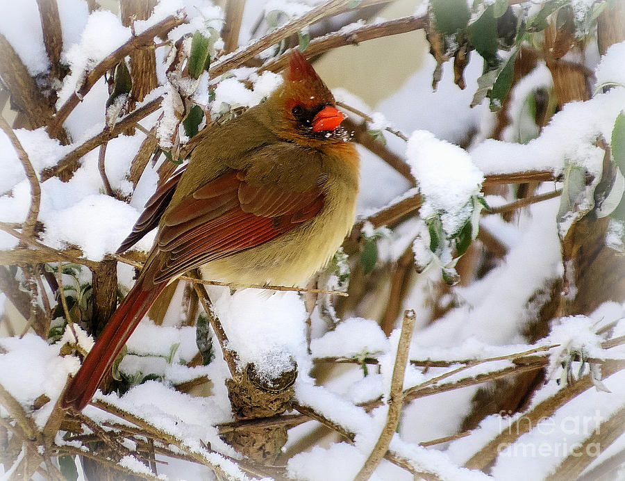  - 4-female-cardinal-brenda-bostic