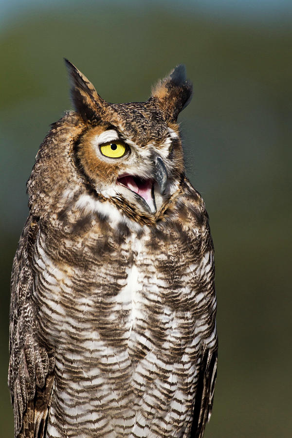 Great Horned Owl Bubo Virginianus Photograph By Larry Ditto Fine Art