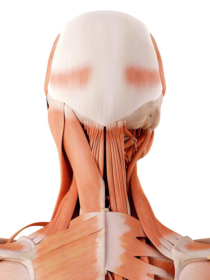 Head Muscles Photograph By Sebastian Kaulitzki Science Photo Library Fine Art America