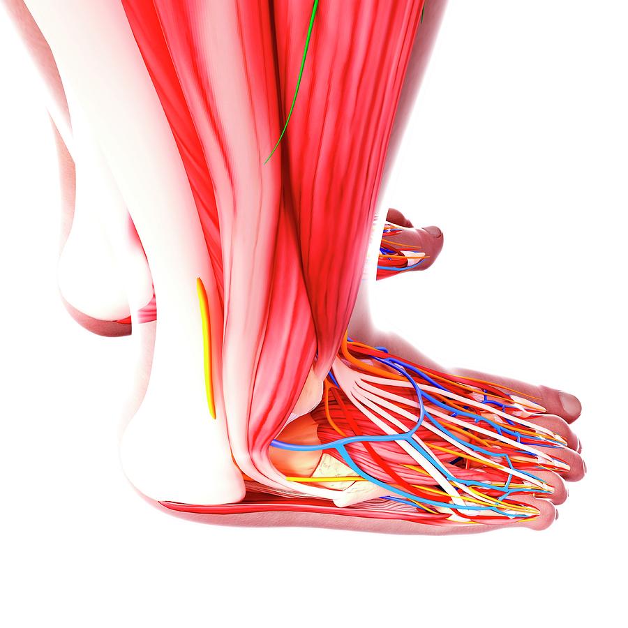 Human Foot Anatomy By Pixologicstudio Science Photo Library