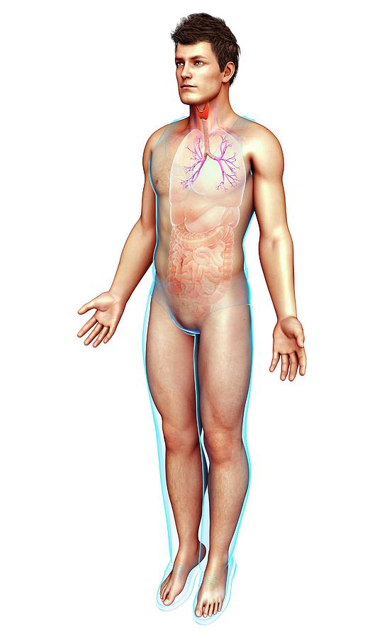 Male Trachea And Bronchi Photograph By Pixologicstudio Science Photo