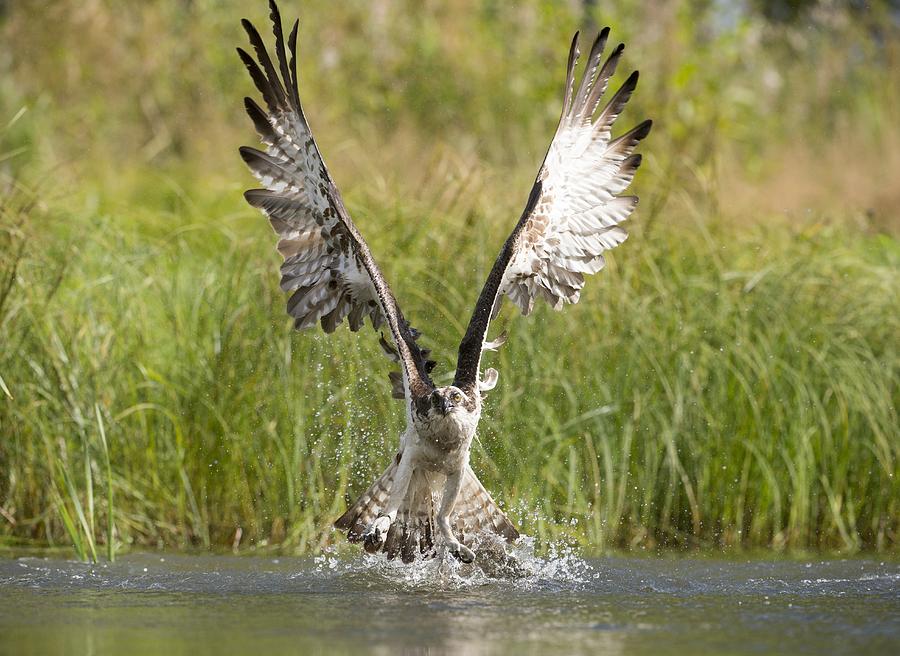 osprey fishing