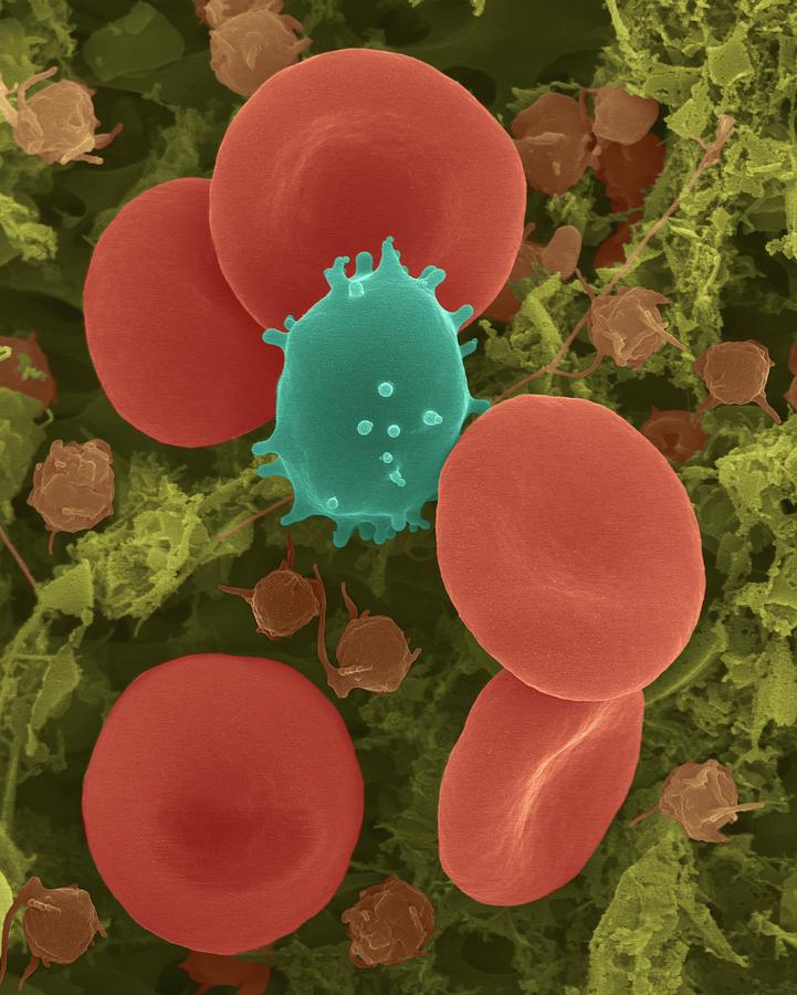 Red Blood Cells Photograph By Dennis Kunkel Microscopy Science Photo