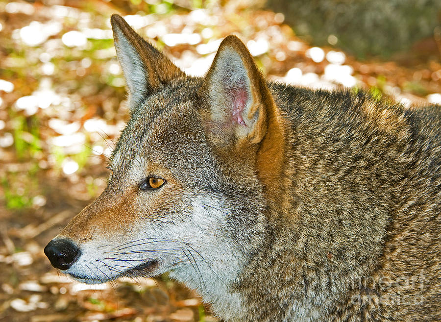 Red Wolf Photograph By Millard H Sharp Pixels