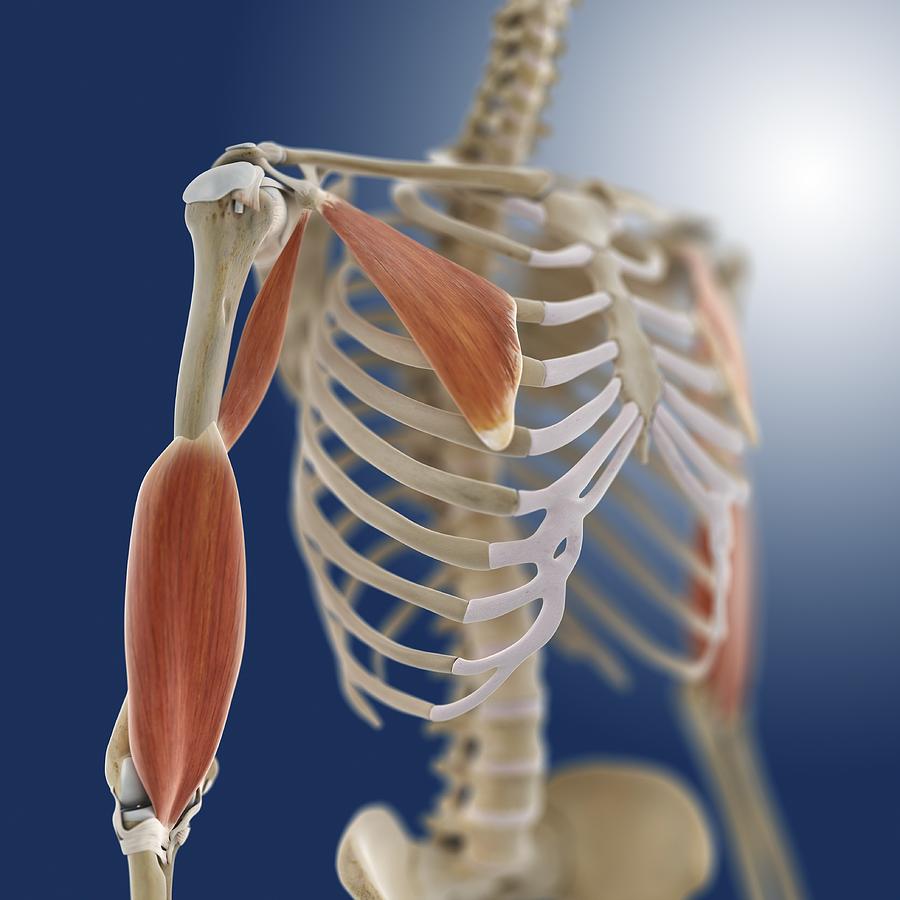 Shoulder Muscles Artwork Photograph By Science Photo Library Fine