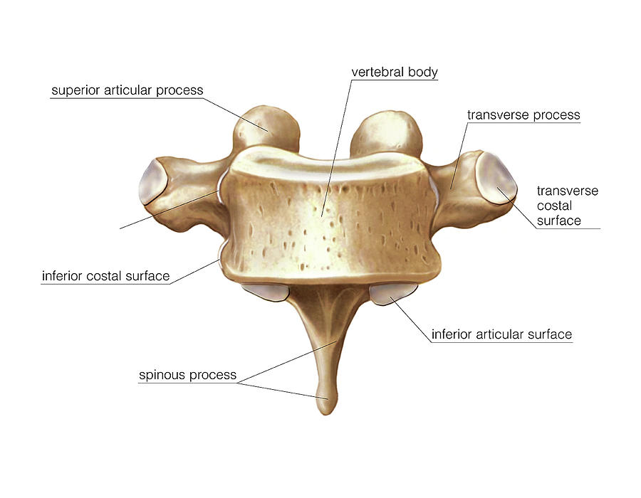 Vertebral Column Photograph By Asklepios Medical Atlas Fine Art America