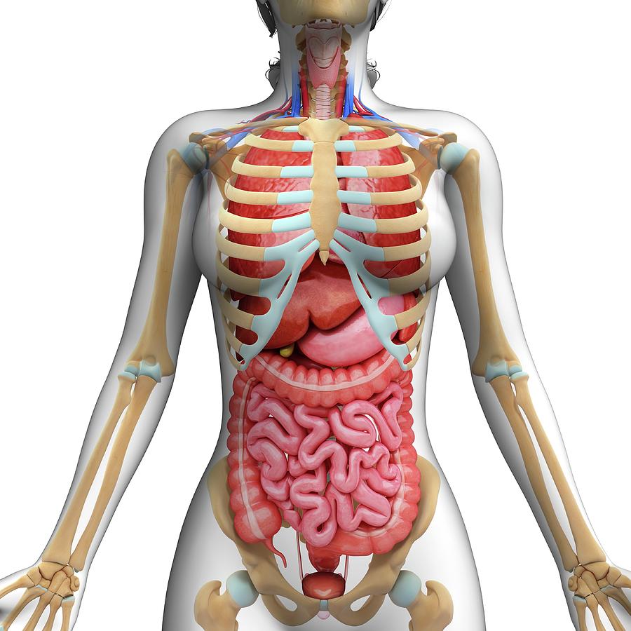 внутренние органы женщины со спины фото