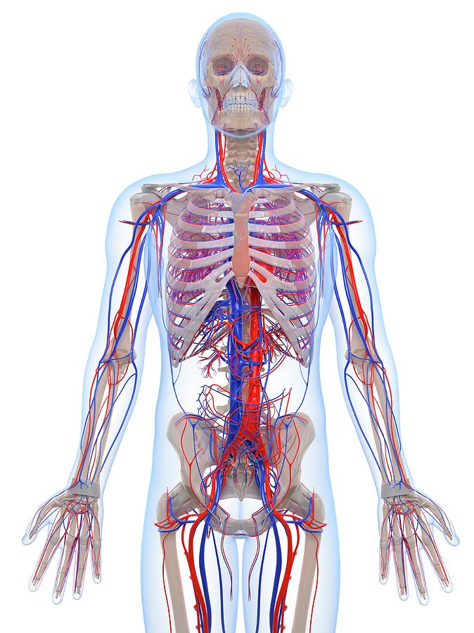 Male Vascular System Photograph By Sciepro Science Photo Library