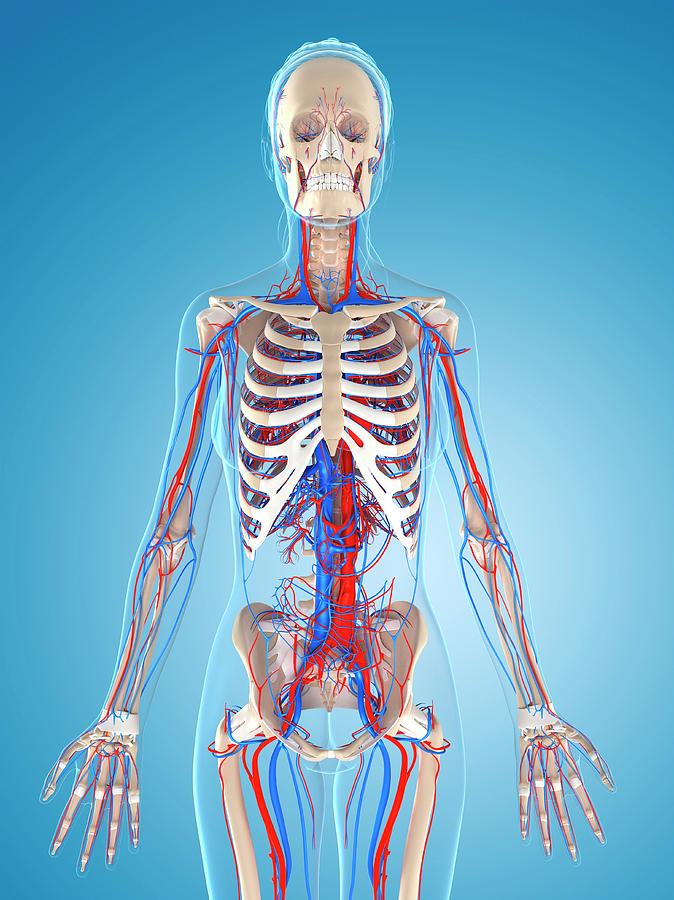 Female Vascular System Photograph By Sciepro Science Photo Library