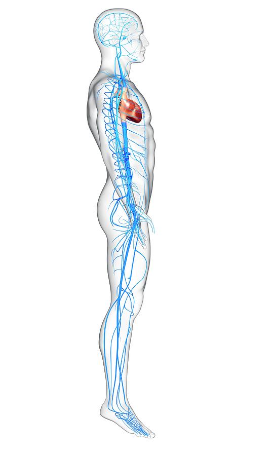 Human Veins Photograph By Pixologicstudio Science Photo Library Fine