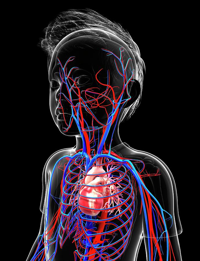 Human Cardiovascular System Photograph By Pixologicstudio Fine Art