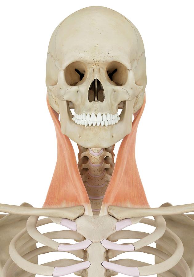 Human Neck Muscles Photograph By Sciepro Pixels