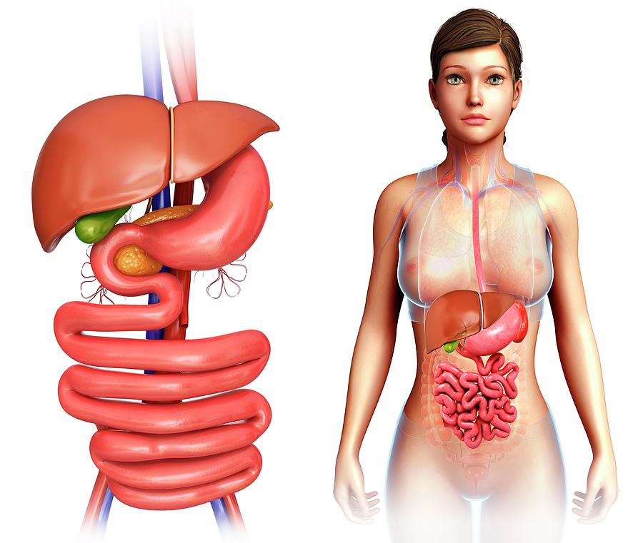 Human Internal Organs Photograph By Pixologicstudio Science Photo Library