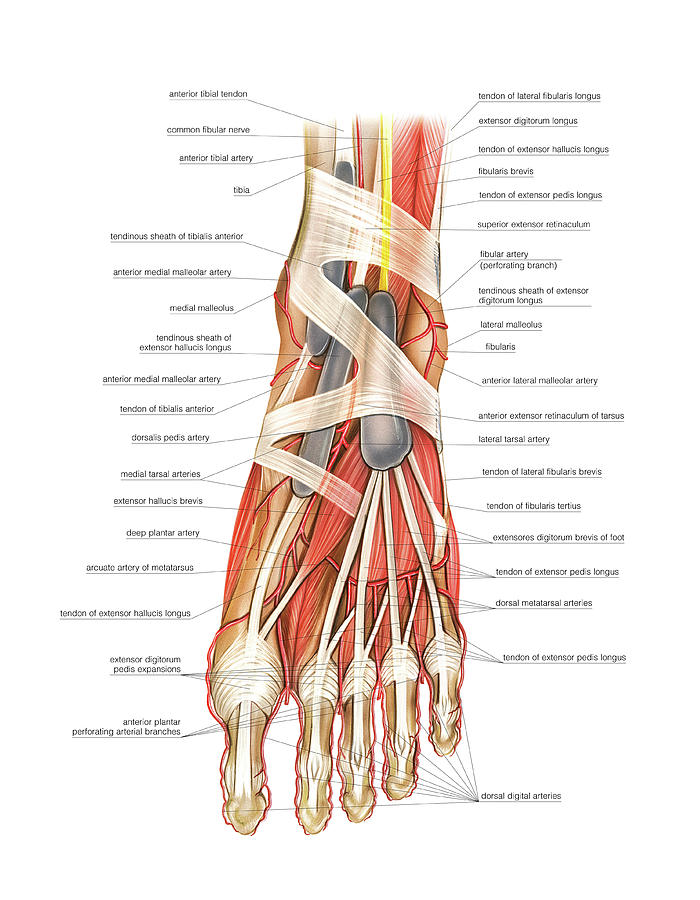 Arterial System Of The Foot Photograph By Asklepios Medical Atlas