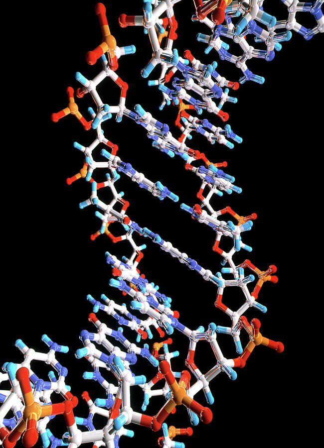 Computer Graphic Of A Segment Of Beta Dna Photograph By Alfred Pasieka