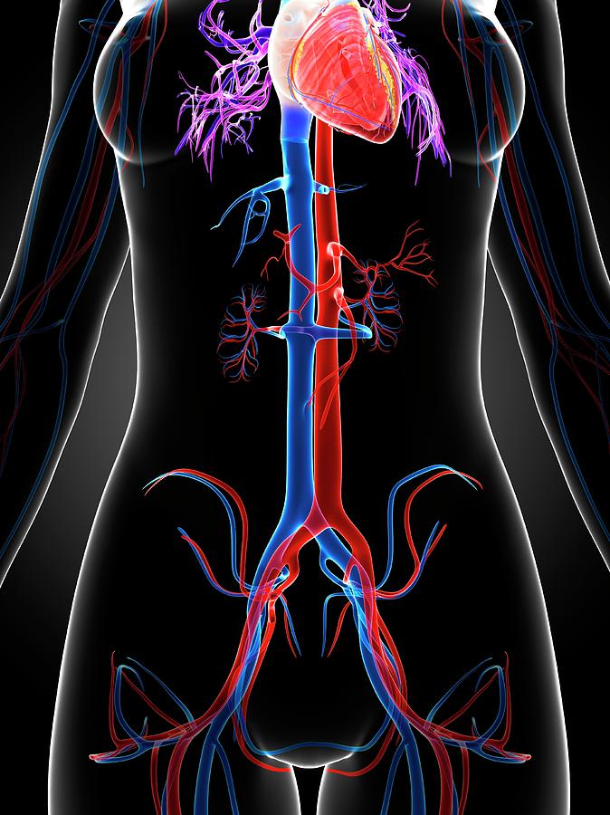 Female Vascular System Photograph By Sebastian Kaulitzki Pixels