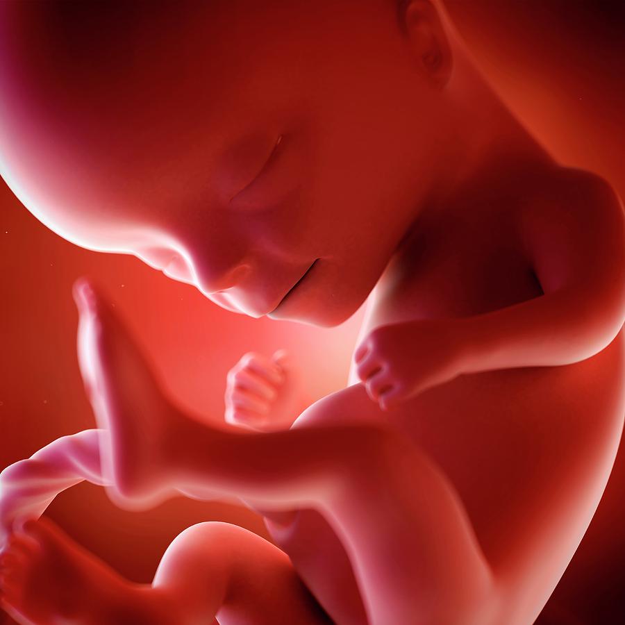 Ребёнок в утробе матери 14 недель