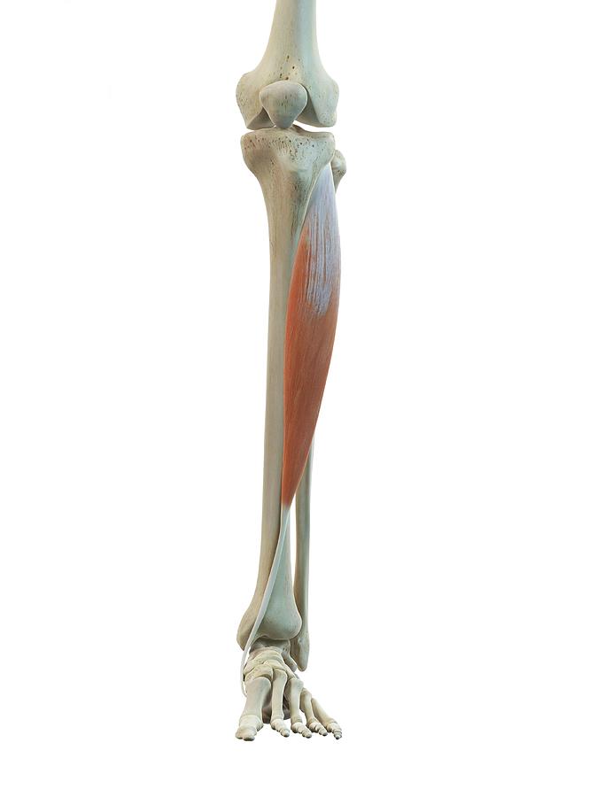 Leg Muscle Photograph By Sciepro Fine Art America