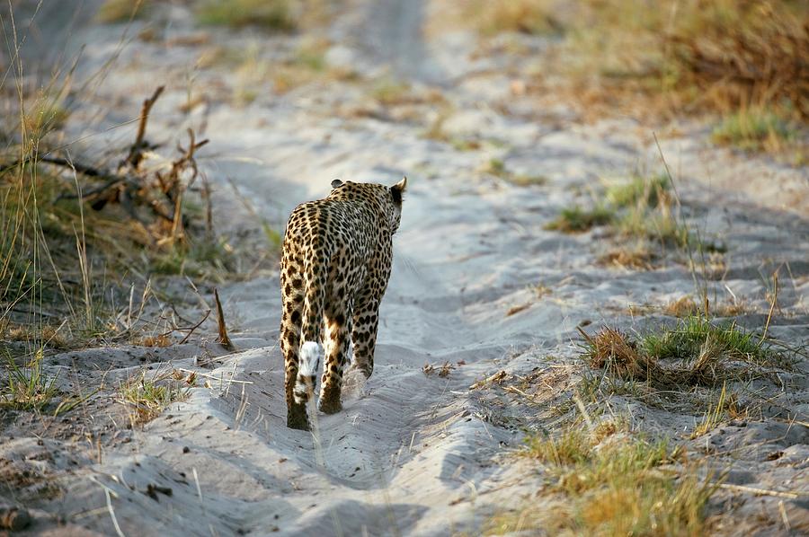 Leopard Photograph By Dr P Marazzi Science Photo Library Fine Art