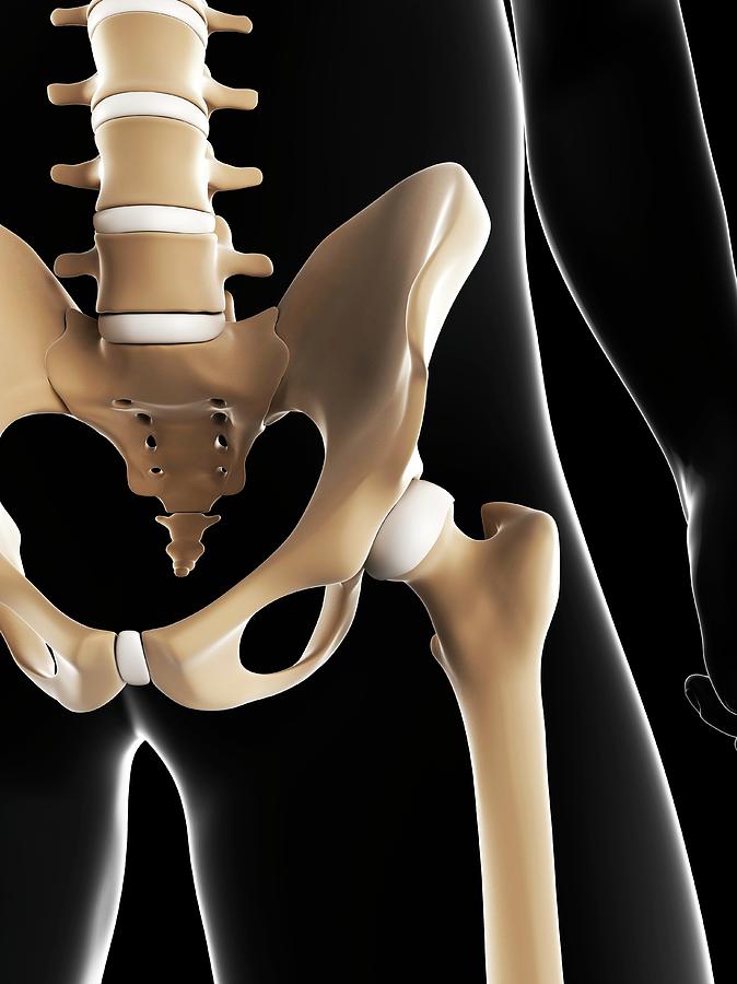 Male Pelvis Bones Photograph By Sciepro Science Photo Library Fine