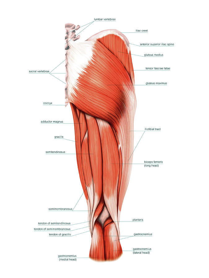 Muscles Of The Thigh Photograph By Asklepios Medical Atlas Fine Art