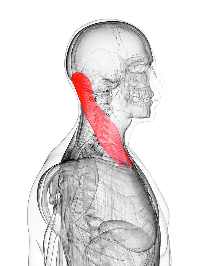 Neck Muscle Photograph By Sciepro Science Photo Library Pixels