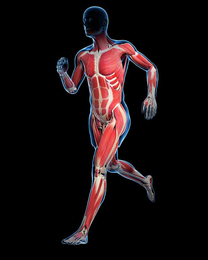 Runner Muscles Photograph By Sciepro Science Photo Library Pixels