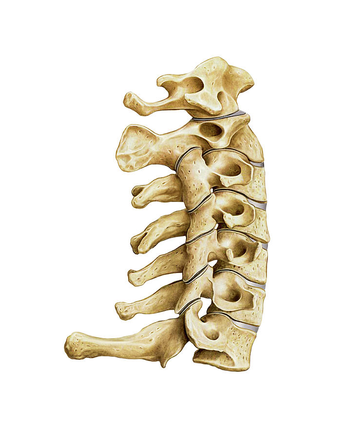 Vertebral Column Photograph By Asklepios Medical Atlas Fine Art America