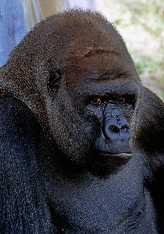 Western Lowland Gorilla Photograph By Millard H Sharp Fine Art America