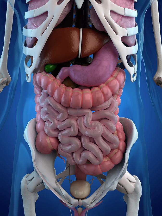 Желудок человека картинка на человеке