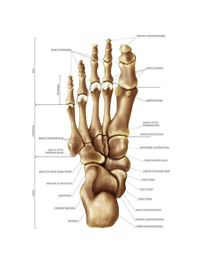 Bones Of The Foot Photograph By Asklepios Medical Atlas Fine Art America