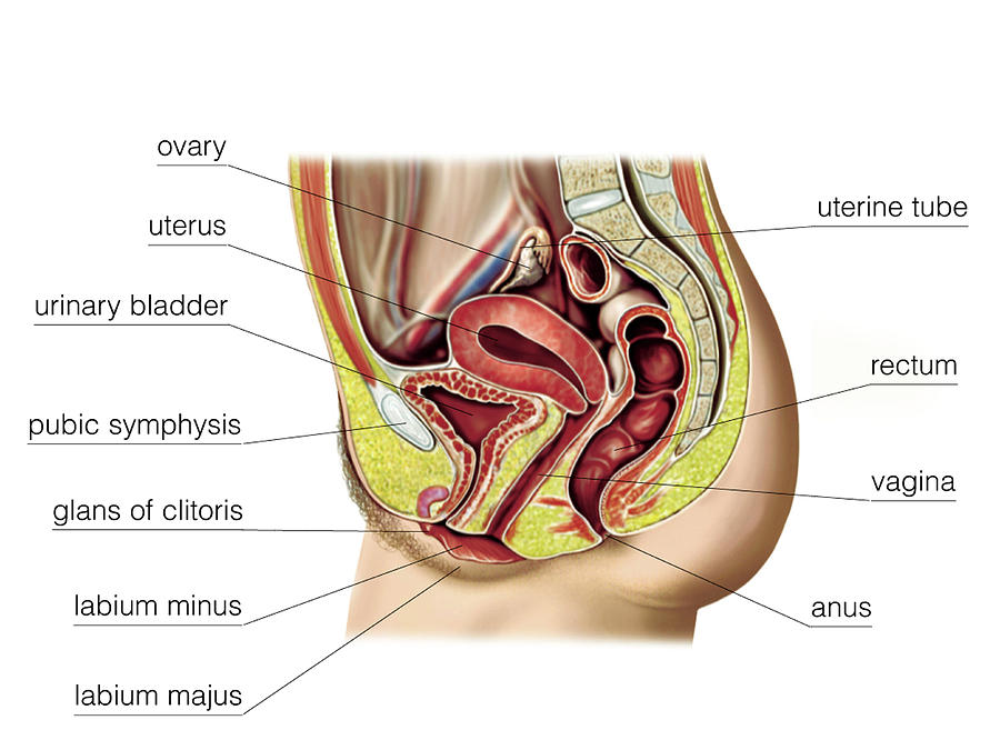 Female Sexual Response Photograph By Asklepios Medical Atlas Pixels