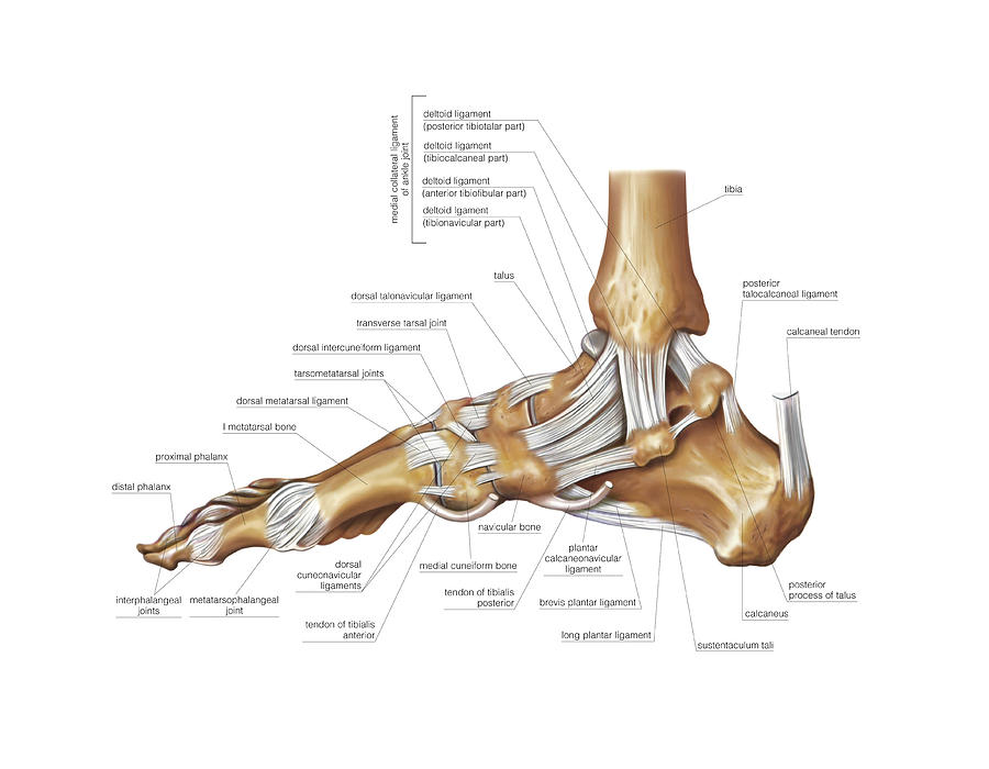 Foot Joints Photograph By Asklepios Medical Atlas The Best Porn