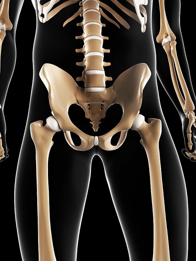 Male Pelvis Bones Photograph By Sciepro Science Photo Library Pixels